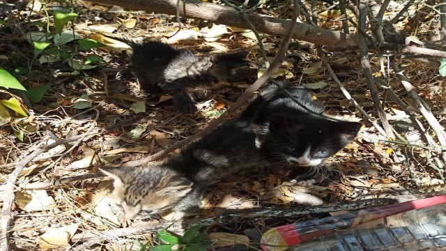Kanalizasyon borusuna sıkışan kediler kurtarıldı