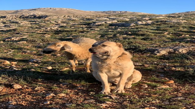 Kangal, sadakati ile şaşkına çevirdi