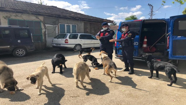 Kapanma da aç kalan sokak hayvanlarını jandarma besledi