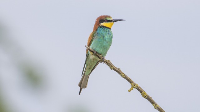 Karacabey longoz ormanları renklendi
