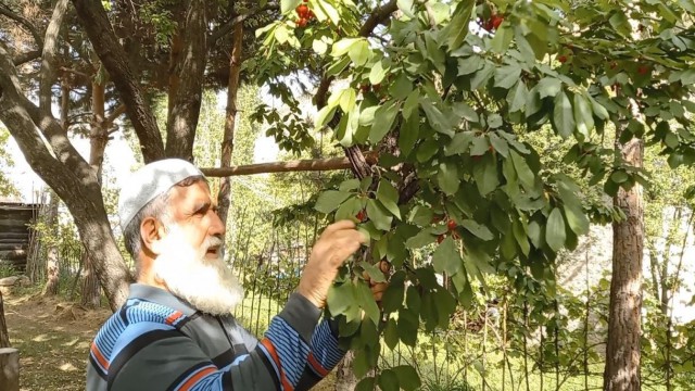 Karadenizin ilk kiraz hasadı Artvinde yapıldı