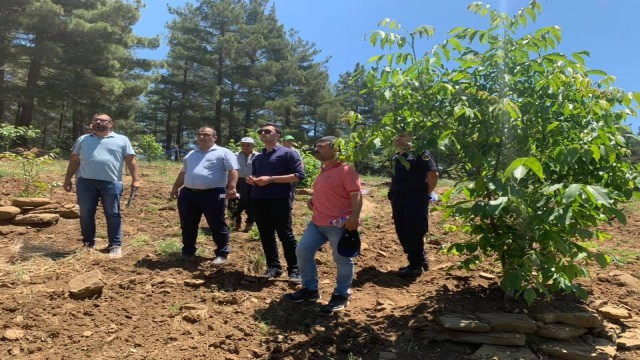 Karaisalıda ceviz yetiştiriciliği yaygınlaşıyor