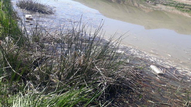 Karasuda binlerce balık telef oldu