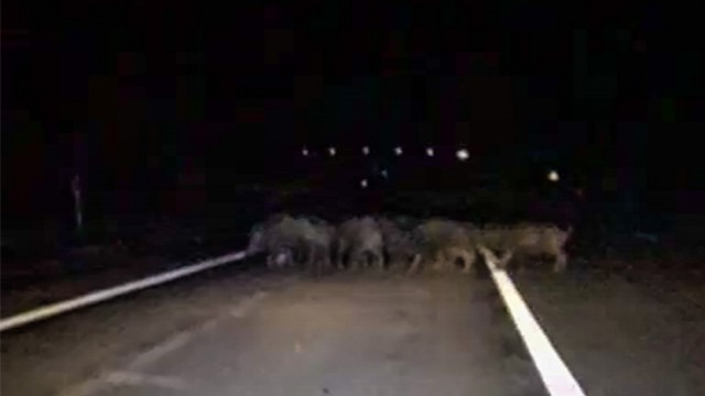 Karayoluna çıkan domuz sürüsü görüntülendi