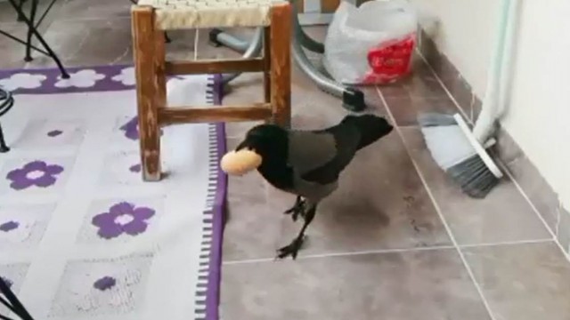 Karganın yumurta hırsızlığı