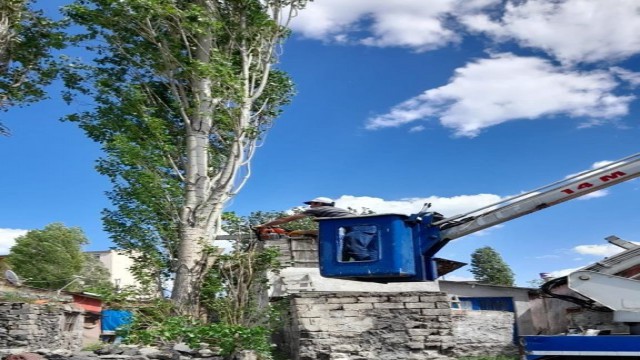 Karsta polen üreten ağaçlar kesiliyor