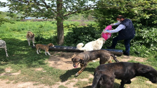 Kartepede sokak hayvanları besleniyor