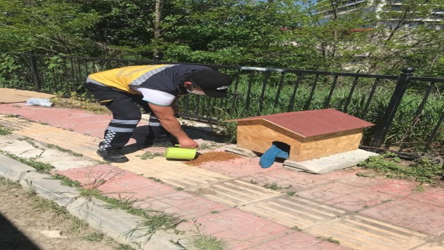 Kastamonu Belediyesi tam kapanma sürecinde sokak havanlarını unutmadı