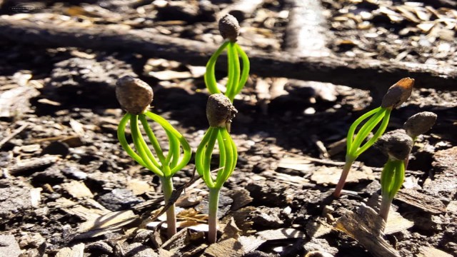 Kastamonuda yangın sahasında mantar toplamak yasaklandı