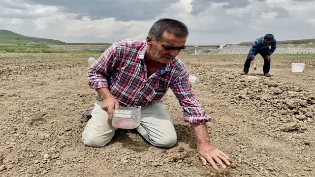 Kavurucu sıcaklara rağmen ekmeği topraktan çıkartıyorlar