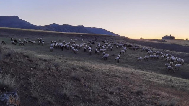 Kayıp sürü, jandarma tarafından drone ile bulundu