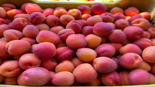 Kayısı üreticisini güldürüyor