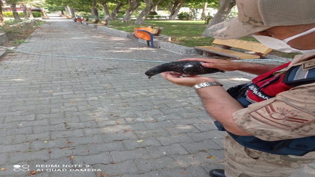 Kedinin saldırısına uğrayan güvercini jandarma kurtardı