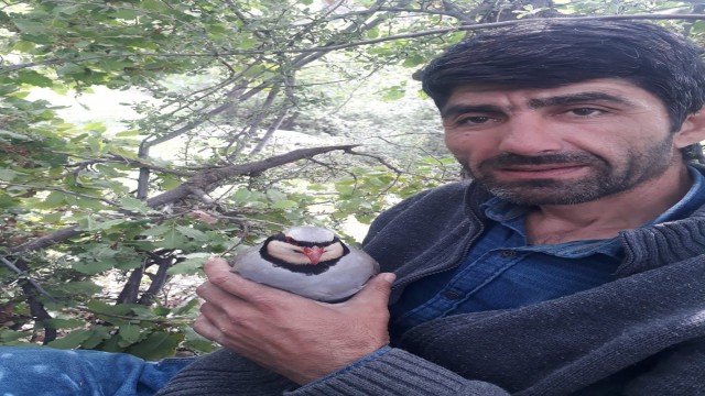 Keklik yumurtasını yemek isteyen engerek yılanına vatandaşlar izin vermedi