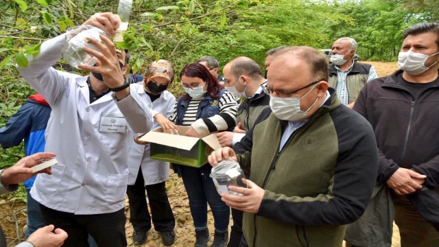 Kestane Gal Arısı ile mücadele çalışmaları yerinde incelendi