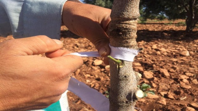 Kiliste Antepfıstığı aşılamasına başlandı