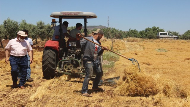 Kiliste mercimek hasadı başladı