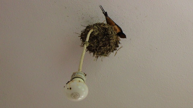 Kırlangıçların lambalara inşa ettiği ‘Yuvacık