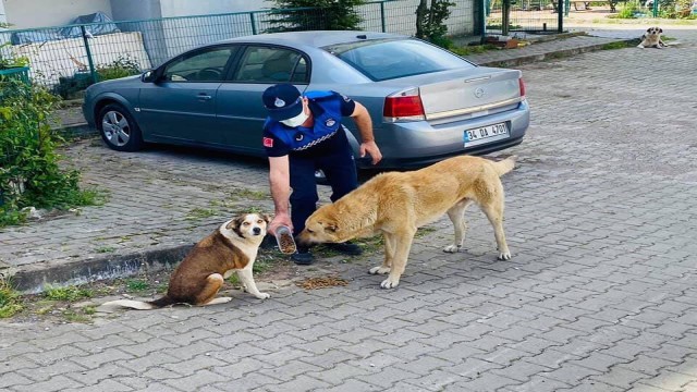 Kısıtlamada sokak hayvanları unutulmadı