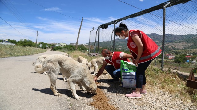 Kısıtlamada sokak hayvanlarına mama ve su desteği