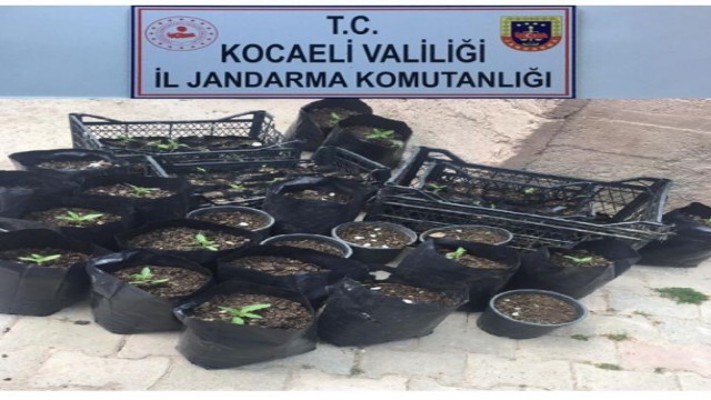 Kocaelide 157 kök kenevir ele geçirildi