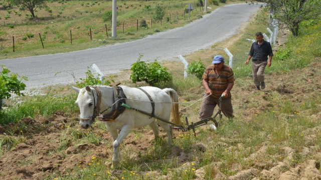 Koçarlıda 3 bin yıllık tarım geleneği sürdürülüyor