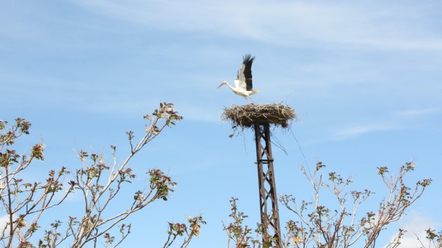 Kocasinanda leylek yuvaları misafirlerini ağırlamaya başladı