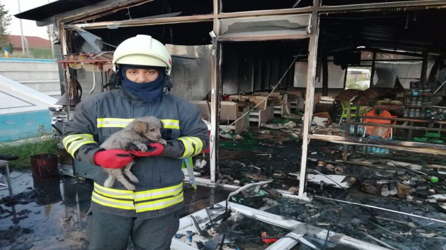 Konyada büfe yandı, kediler ve köpek kurtarıldı