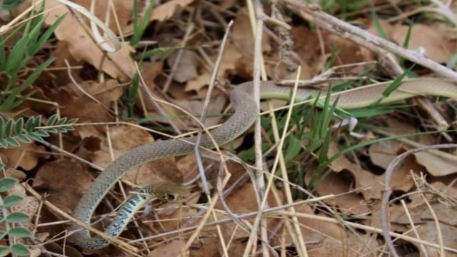 Konyada ok yılanı fotoğraflandı