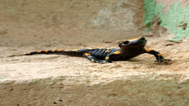 Konyada sarı benekli semender görüntülendi