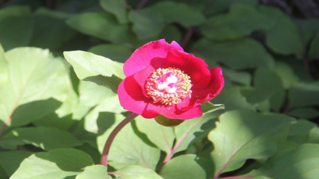 Koparana 80 bin lira ceza kesilen Ayı Gülü doğaseverlerin ilgisini çekiyor