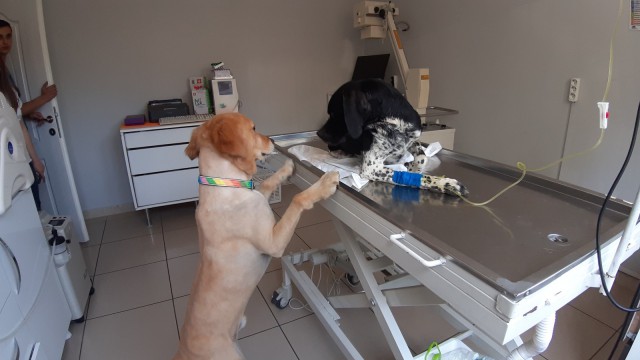 Köpek, mahsur kalan köpeğin hayatını kurtardı