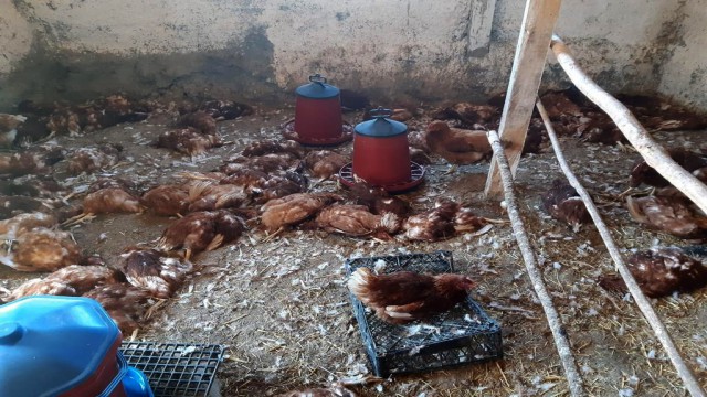 Köpekler 280 tavuğu parçaladı