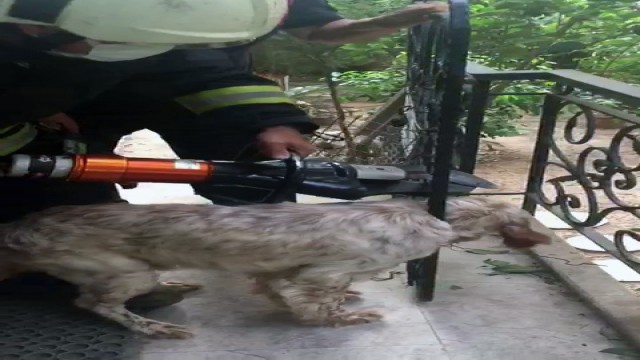 Korkuluklara sıkışan köpek kurtarıldı