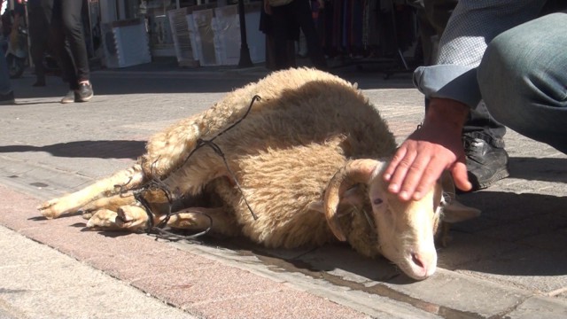 Koronanın bitmesi için kurban kestiler