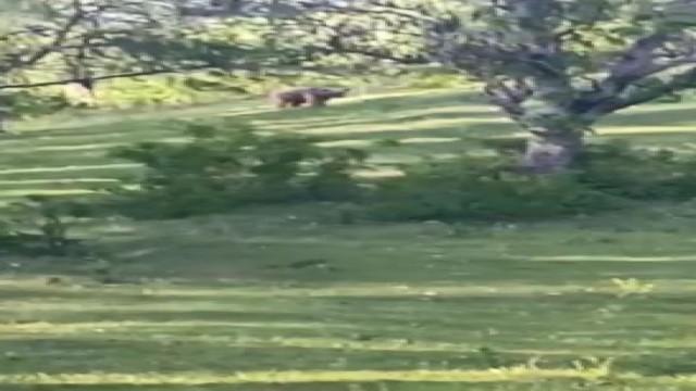 Köyde rastladıkları ayıyı Gel tosunum diye çağırdılar