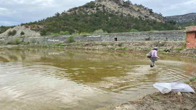 Köylerde çeltik ekimine başlandı