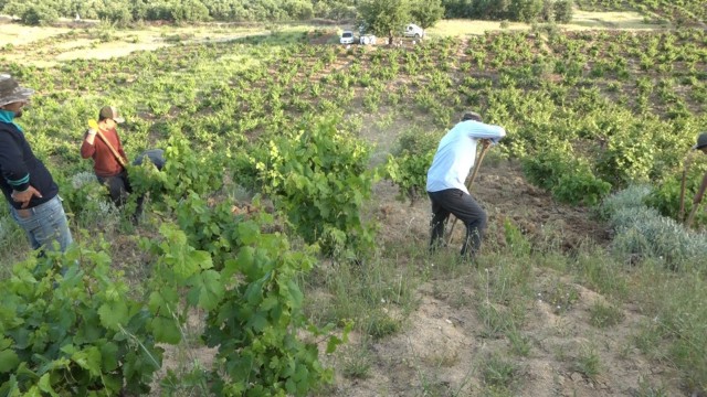 Kulpta yarım kalan bağ belleme dönemi yeniden başladı