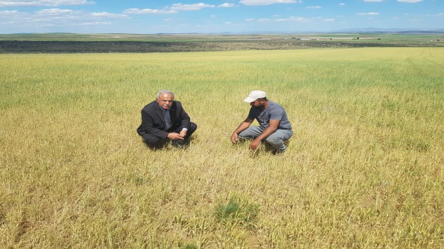 Kuluda kuraklıktan ekili alanlar kuruyor