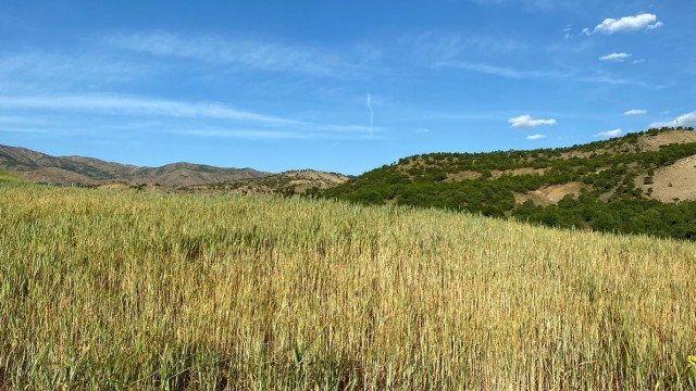 Kuraklık, Kulplu çiftçilerin kabusu oldu