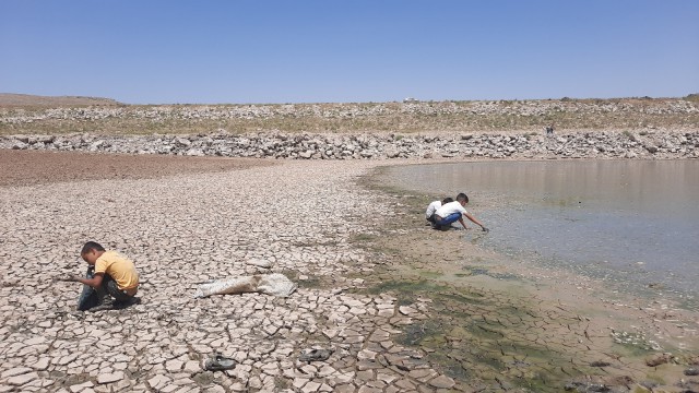 Kuraklık nedeni ile suyu çekilen gölette binlerce balık telef oldu