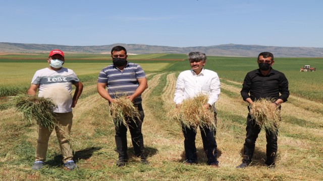 Kuraklık ve sıcak hava arpa ile buğdayı vurdu
