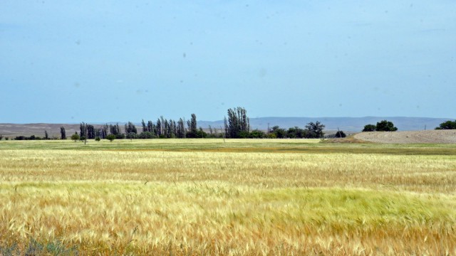 Kuraklıktan ekinler 1,5 ay önce sarardı