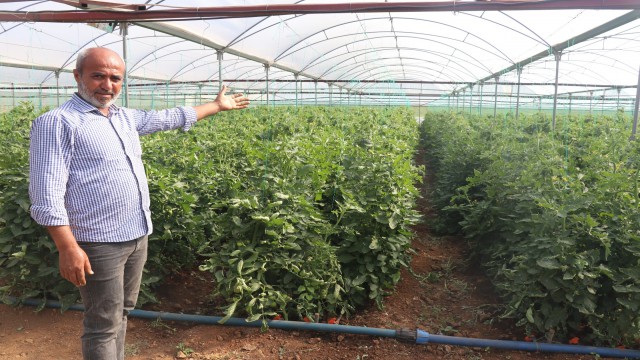 Kurduğu sera ilçenin domates ihtiyacının yüzde 15ini karşılıyor