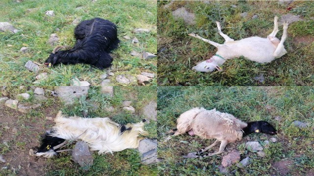 Kurtlar sürüye saldırdı: 21 telef, 35 kayıp