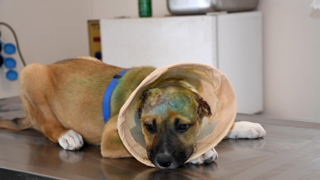 Kuşadası Belediyesinden kulakları kesilen yavru köpeğe şefkat eli