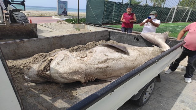 Kuşadası Davutlarda bir köpek balığı ölü vaziyette sahile vurdu