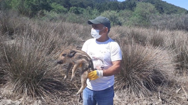 Kuşadasında annelerini kaybeden yavru domuzlar doğal yaşamlarına bırakıldı