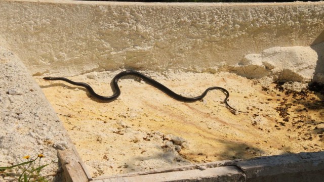 Kuşadasında görülen yılanlarla ilgili uzmanlar uyardı; Zehirli değiller, öldürmeyin