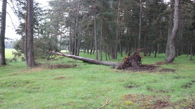 Kuvvetli rüzgar dev ağaçları kökünden söktü